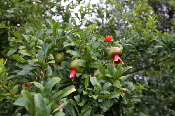 Nature Flowers Close Northern Israel — Stock Photo, Image