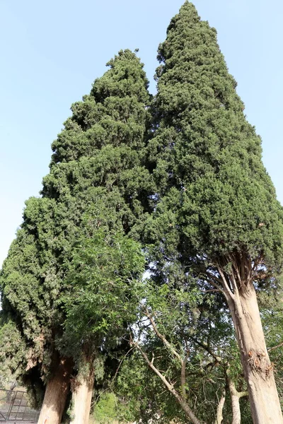 Natureza Flores Close Norte Israel — Fotografia de Stock