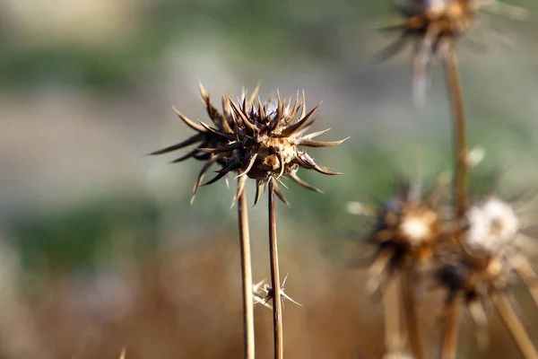 Naturen Och Blommor Närbild Norra Israel — Stockfoto