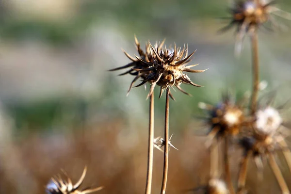 Naturaleza Flores Primer Plano Norte Israel — Foto de Stock