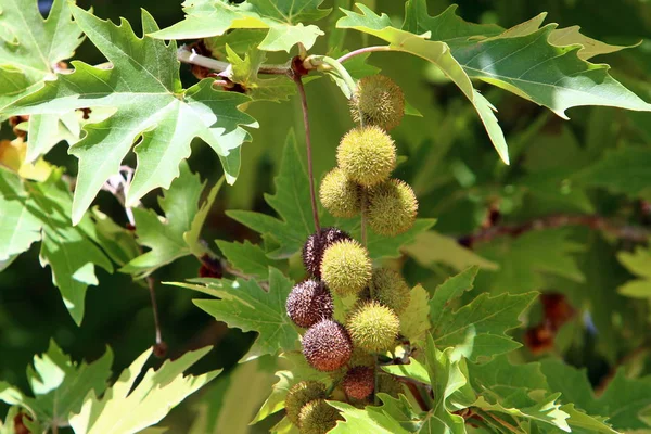 Natur Blomster Close Det Nordlige Israel - Stock-foto