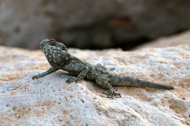 kertenkele bir taşa oturur ve güneş altında basks 