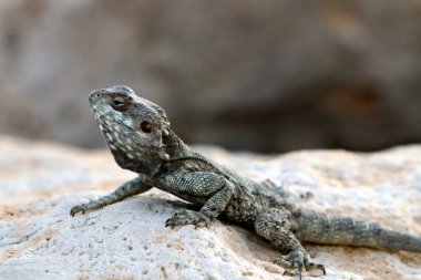kertenkele bir taşa oturur ve güneş altında basks 