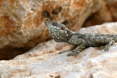 kertenkele bir taşa oturur ve güneş altında basks 