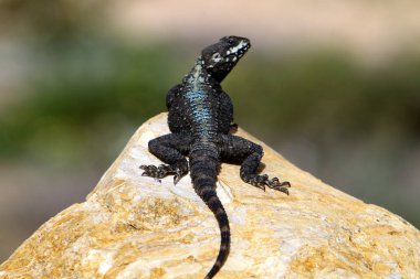 kertenkele bir taşa oturur ve güneş altında basks 