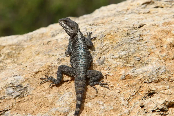 Kertenkele Bir Taşa Oturur Güneş Altında Basks — Stok fotoğraf