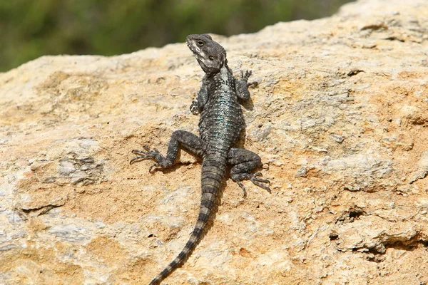 Lézard Assis Sur Rocher Prélasse Sous Soleil — Photo