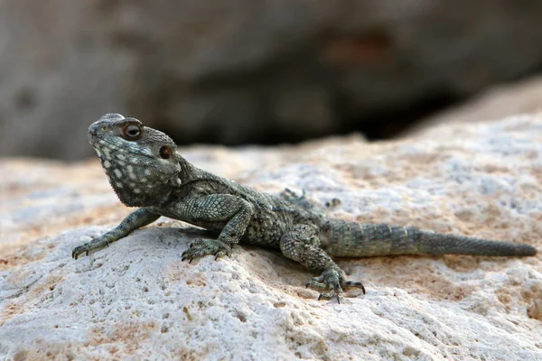 Lizard Zit Een Rots Koestert Zich Onder Zon — Stockfoto