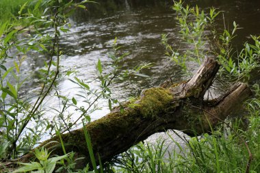 doku ve yapısı ahşap ve ahşap ürünleri 