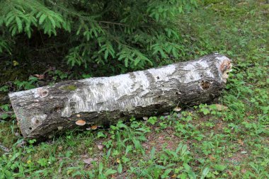 doku ve yapısı ahşap ve ahşap ürünleri 