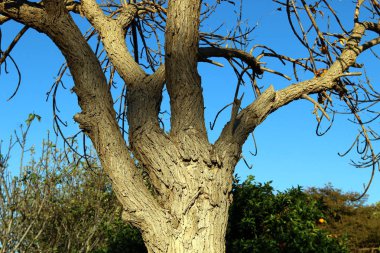 doku ve yapısı ahşap ve ahşap ürünleri 