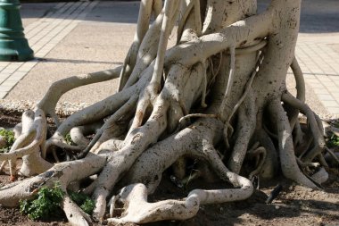 doku ve yapısı ahşap ve ahşap ürünleri 