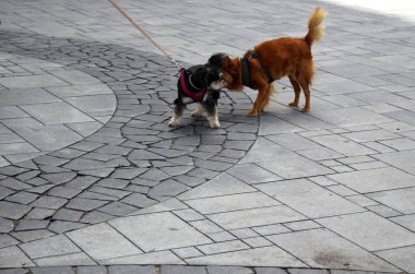 Kaldırım tarafındaki veya sokak kenarlarında bulunan bir yaya yolu olduğunu. 