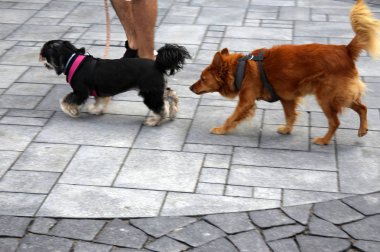 Kaldırım tarafındaki veya sokak kenarlarında bulunan bir yaya yolu olduğunu. 