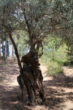 İsrail'in Kuzey bahçesinde eski zeytin ağacı büyümeye 