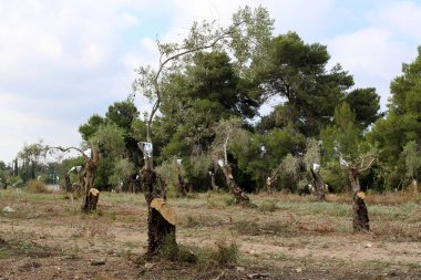 İsrail'in Kuzey bahçesinde eski zeytin ağacı büyümeye 