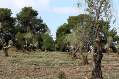 İsrail'in Kuzey bahçesinde eski zeytin ağacı büyümeye 