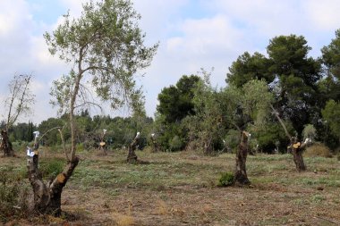 İsrail'in Kuzey bahçesinde eski zeytin ağacı büyümeye 