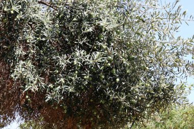 İsrail'in Kuzey bahçesinde eski zeytin ağacı büyümeye 