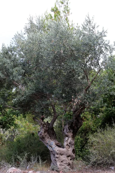 Groeien Van Oude Olijfboom Een Tuin Het Noorden Van Israël — Stockfoto