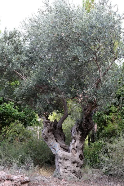 Groeien Van Oude Olijfboom Een Tuin Het Noorden Van Israël — Stockfoto