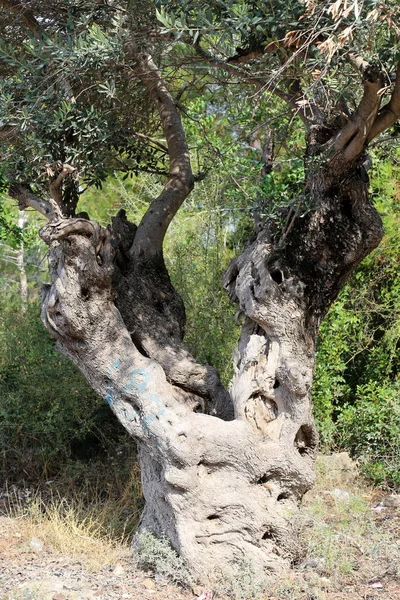 イスラエル共和国の北の庭の古いオリーブの木を育てる — ストック写真
