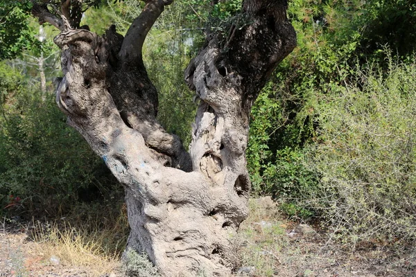 Wachsen Alte Olivenbäume Einem Garten Norden Von Israel — Stockfoto