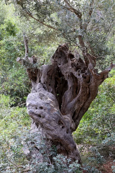 Crecer Olivo Viejo Jardín Norte Israel — Foto de Stock