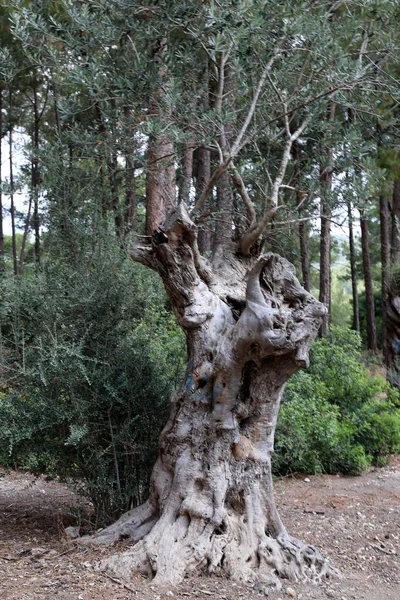 Crecer Olivo Viejo Jardín Norte Israel — Foto de Stock
