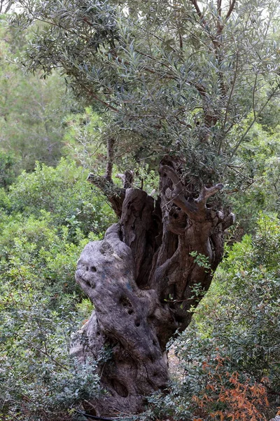 Wachsen Alte Olivenbäume Einem Garten Norden Von Israel — Stockfoto