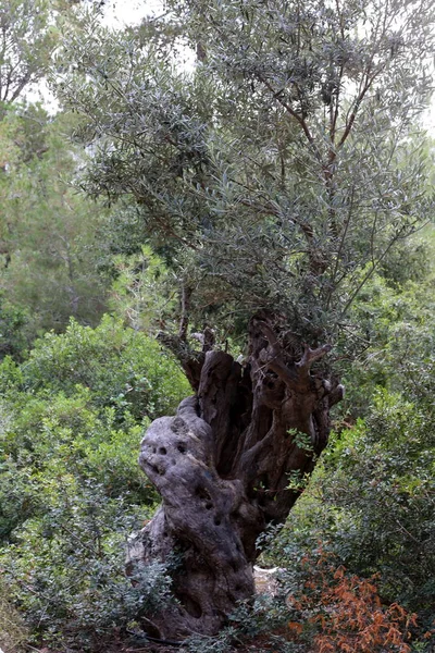Вырасти Старое Оливковое Дерево Саду Севере Израиля — стоковое фото