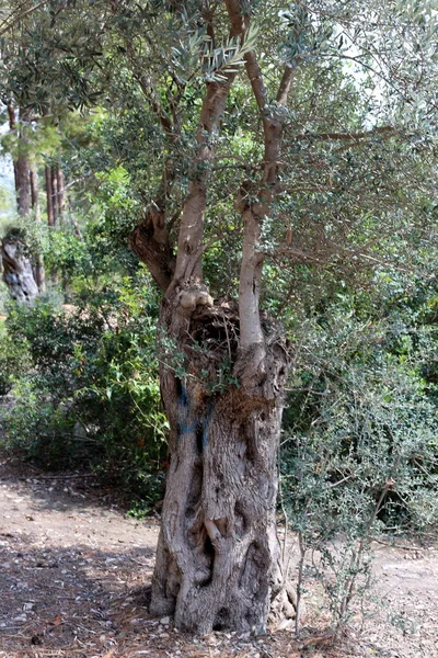 Groeien Van Oude Olijfboom Een Tuin Het Noorden Van Israël — Stockfoto