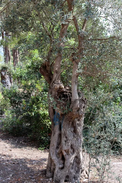 Groeien Van Oude Olijfboom Een Tuin Het Noorden Van Israël — Stockfoto