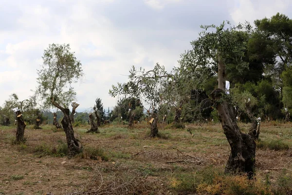 Wachsen Alte Olivenbäume Einem Garten Norden Von Israel — Stockfoto