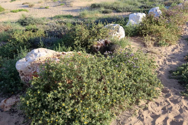 Kuzey İsrail ' Akdeniz'in kıyısında taş yalan 