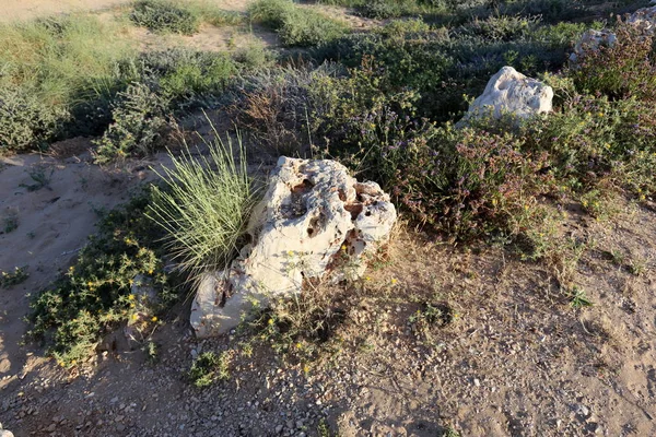 Pedras Encontram Nas Margens Mar Mediterrâneo Norte Israel — Fotografia de Stock