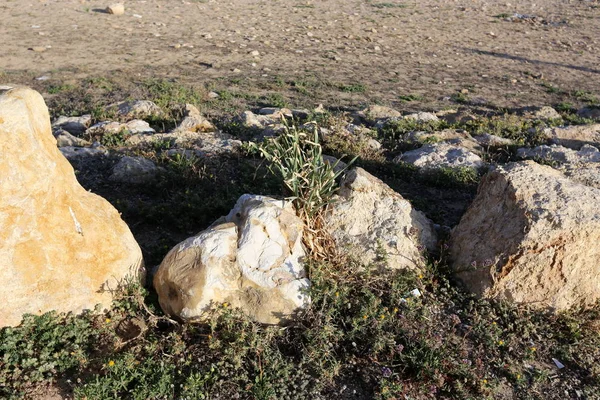 Kuzey İsrail ' Akdeniz'in kıyısında taş yalan 
