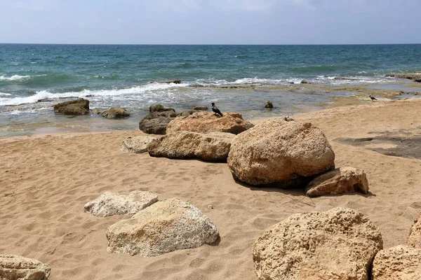 Камені Лежать Березі Середземного Моря Північному Ізраїлі — стокове фото