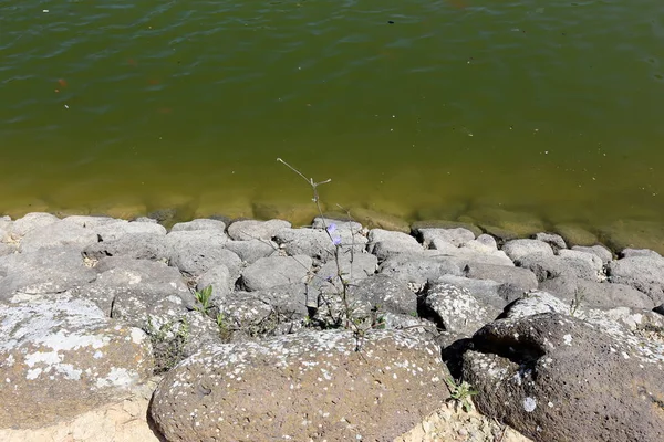 Kuzey İsrail ' Akdeniz'in kıyısında taş yalan 