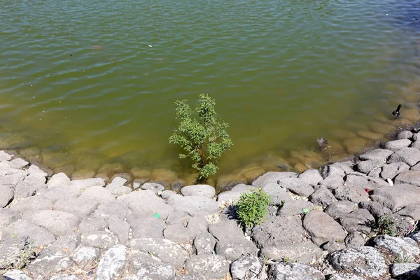 Kuzey İsrail ' Akdeniz'in kıyısında taş yalan 