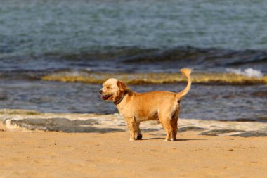 İsrail Akdeniz kıyısında bir köpek 