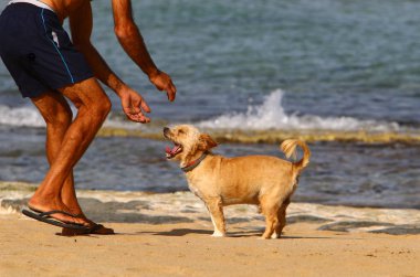 İsrail Akdeniz kıyısında bir köpek 