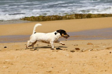 İsrail Akdeniz kıyısında bir köpek 