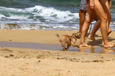 İsrail Akdeniz kıyısında bir köpek 