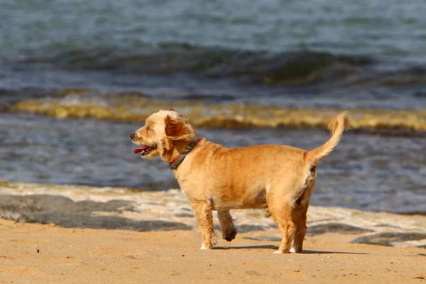 Dog Shores Mediterranean Sea Israel — Stock Photo, Image