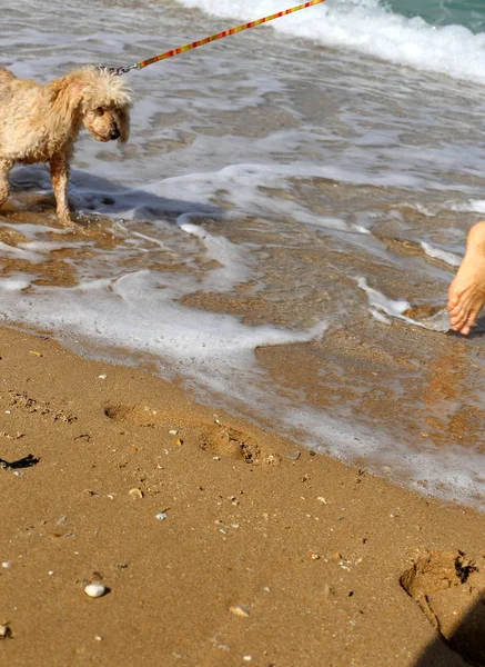 İsrail Akdeniz kıyısında bir köpek 
