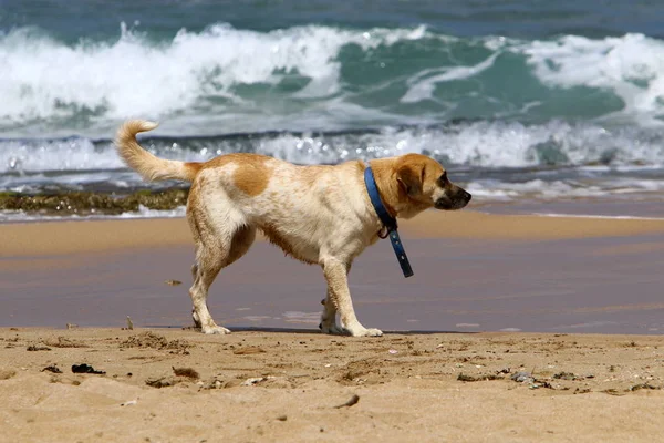 Een Hond Aan Oevers Van Middellandse Zee Israël — Stockfoto