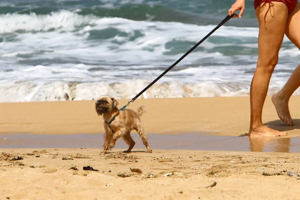 İsrail Akdeniz kıyısında bir köpek 