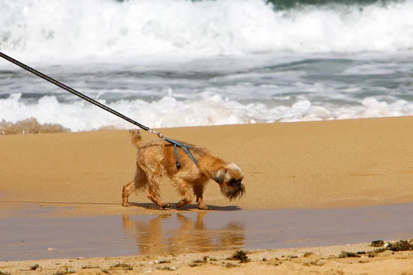 Dog Shores Mediterranean Sea Israel — Stock Photo, Image