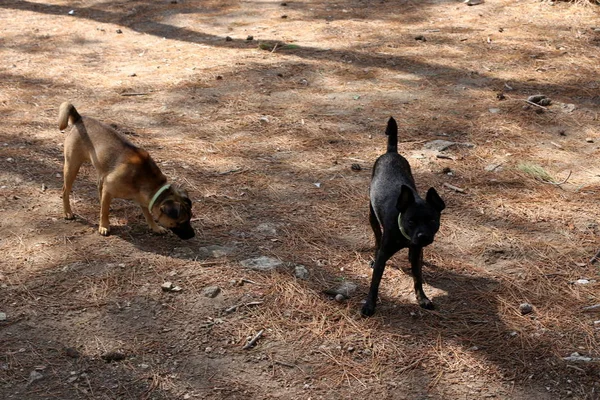 İsrail Akdeniz kıyısında bir köpek 